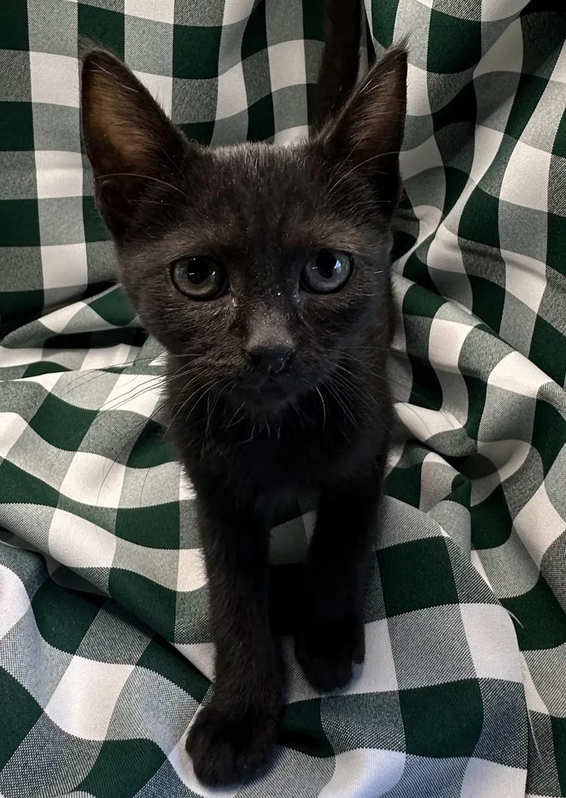 A baby small-sized female Domestic Short Hair cat named Kohuke for adoption in San Diego, CA