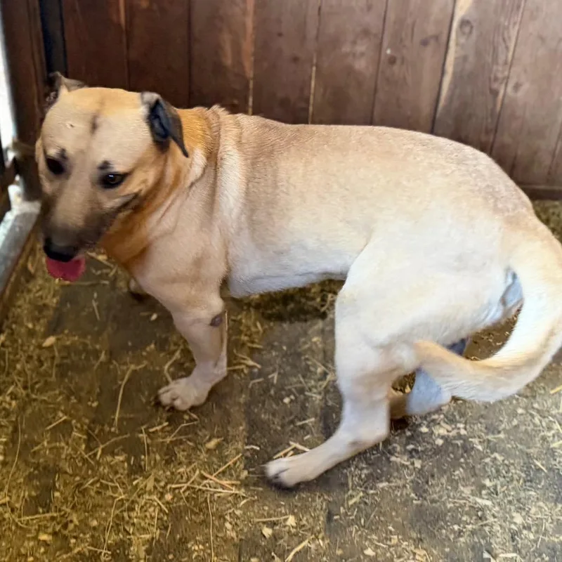An adult large-sized male Black Mouth Cur dog named Buck for adoption in Ennis, TX