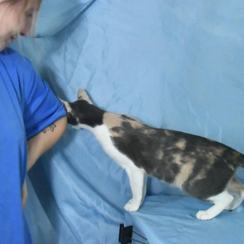 An adult medium-sized female Calico Domestic Medium Hair cat named Kit Kat for adoption in Natchez, MS