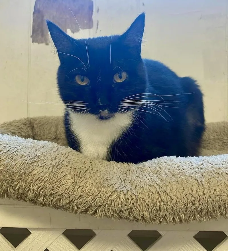 An adult medium-sized female Domestic Short Hair cat named Maisy fka Duckie for adoption in Groveland, MA