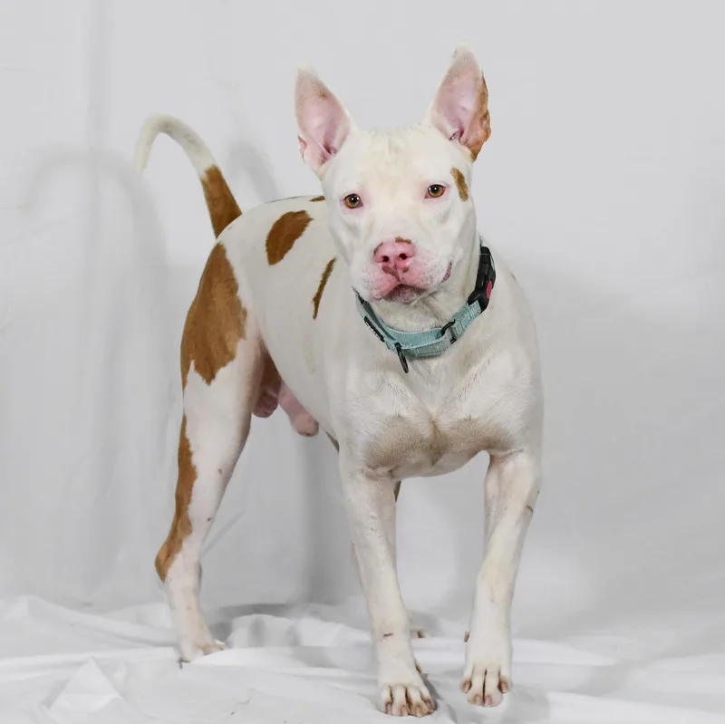 An adult medium-sized male Apricot / Beige American Bulldog dog named Bb for adoption in Defuniak Springs, FL