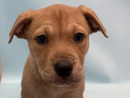 A baby small-sized female Labrador Retriever dog named Fern for adoption in Golden Valley, MN