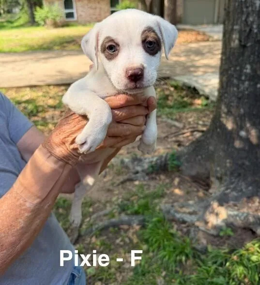 A baby small-sized female White / Cream Labrador Retriever dog named Pixie for adoption in Colorado Springs, CO