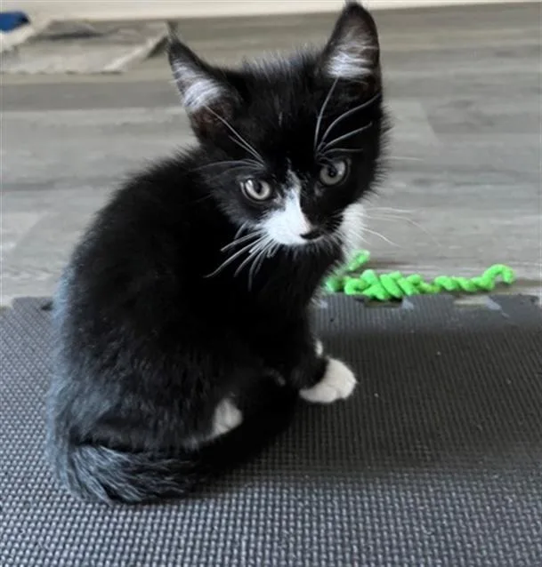 A baby small-sized male Domestic Short Hair cat named Kenny for adoption in Denver, CO