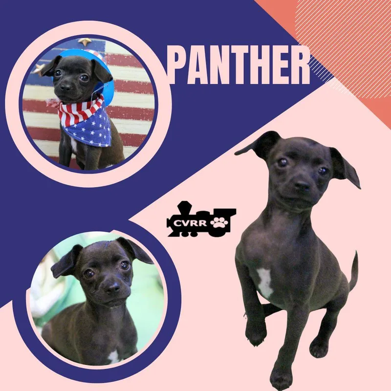 Panther