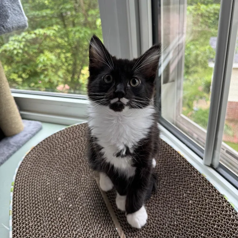 A baby small-sized male Black Domestic Long Hair cat named Douglas for adoption in Oakton, VA