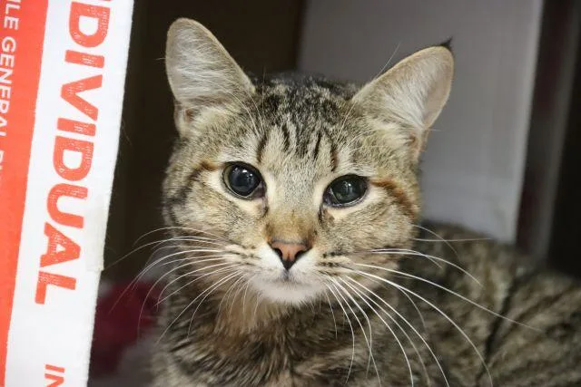 A young small-sized female Domestic Short Hair cat named Ballyhoo for adoption in Tucson, AZ
