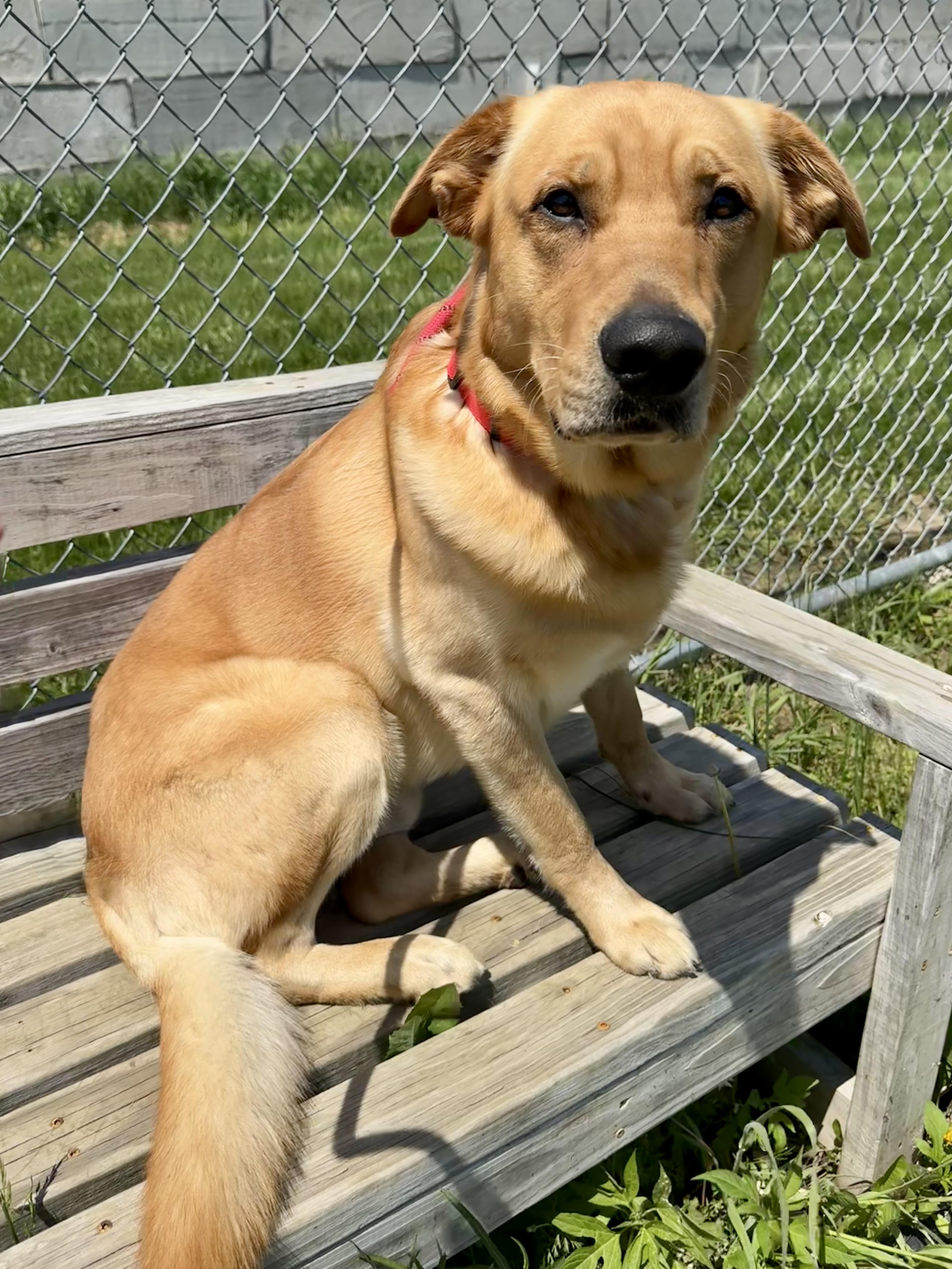 An adult large-sized male Golden Retriever dog named Winston for adoption in St. Joseph, MI
