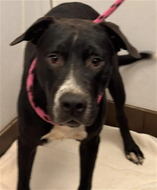 A young medium-sized male Pit Bull Terrier dog named Tony for adoption in Tucson, AZ