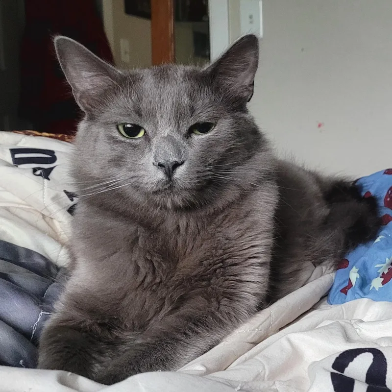 A young large-sized male Gray / Blue / Silver Domestic Medium Hair cat named Zeus for adoption in Portland, OR