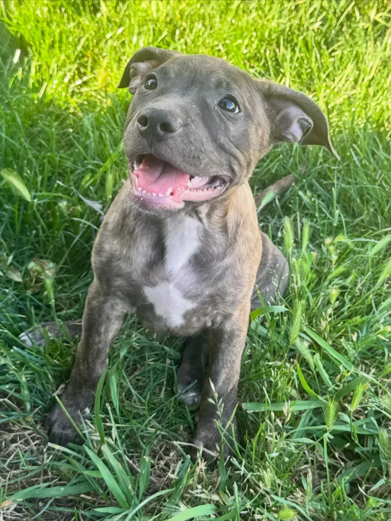 A baby medium-sized female Brindle Pit Bull Terrier dog named Nutmeg for adoption in Lincoln, CA
