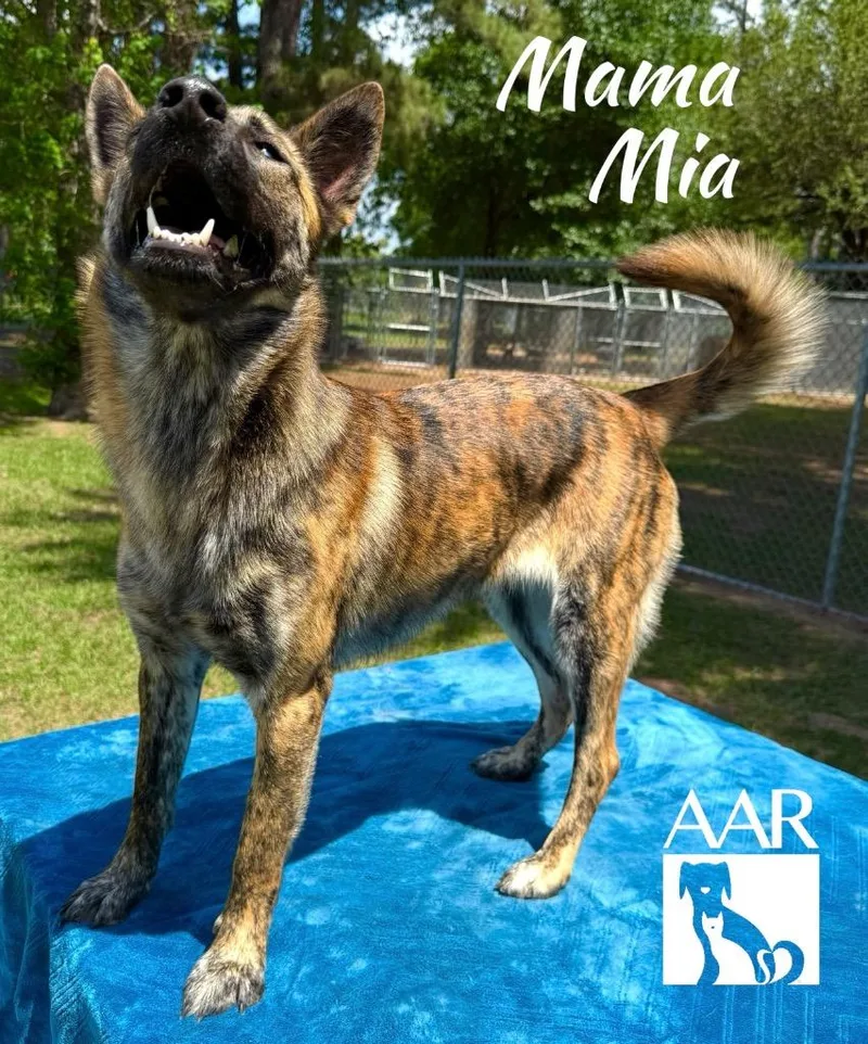A young medium-sized female Belgian Shepherd / Malinois dog named Mama Mia for adoption in Magnolia, TX