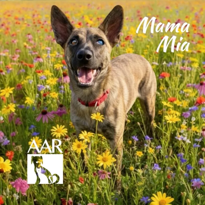 Mama Mia thumbnail 5