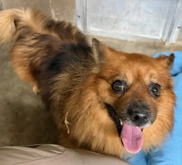 An adult small-sized male Pomeranian dog named King for adoption in Campbellsville, KY
