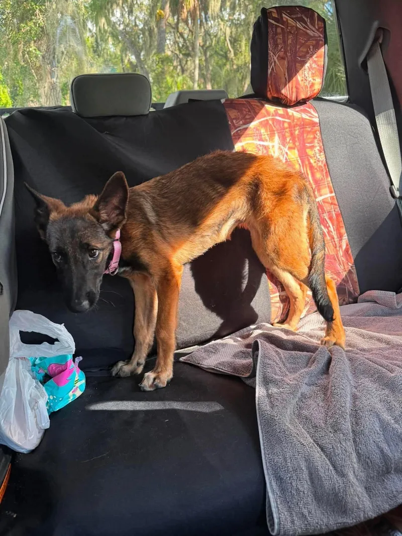 A baby medium-sized female Belgian Shepherd / Malinois dog named Indy for adoption in Parrish, FL