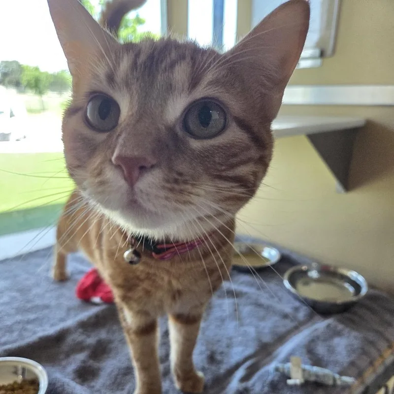 A young medium-sized female Orange / Red Domestic Short Hair cat named Mosey for adoption in Leander, TX