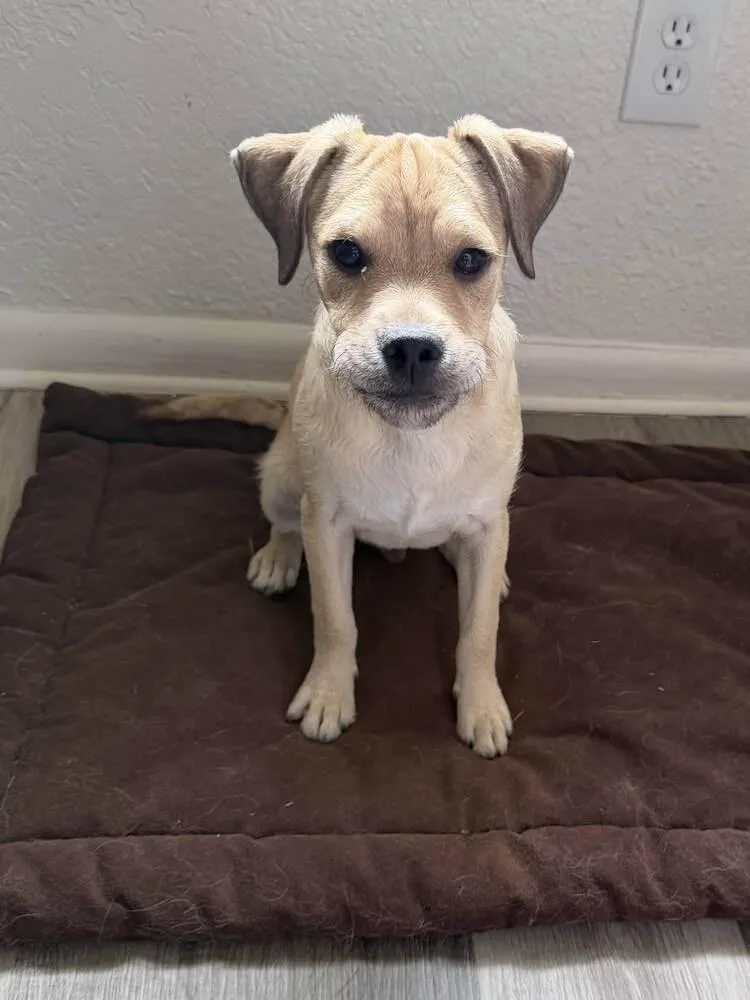 A baby medium-sized male Pug dog named Conrad for adoption in Broomfield, CO