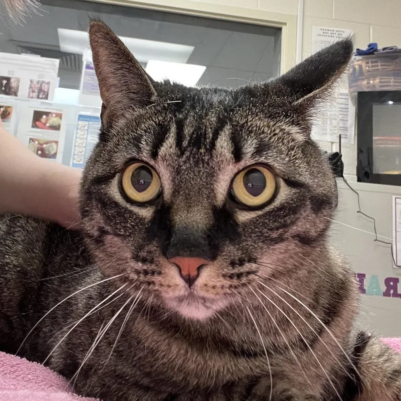 A senior medium-sized female Gray / Blue / Silver Domestic Short Hair cat named Penny for adoption in Murray, UT