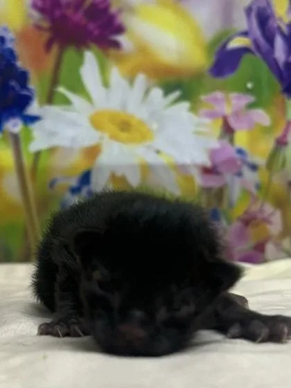 A baby small-sized male Domestic Short Hair cat named West for adoption in San Antonio, TX
