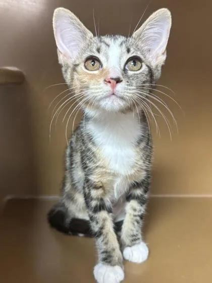 A baby small-sized female Domestic Short Hair cat named Aries $ @ Petsmart for adoption in Seneca, SC
