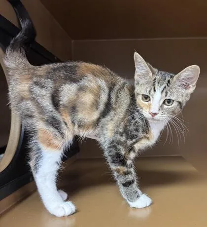 Aries $ @ Petsmart thumbnail 3