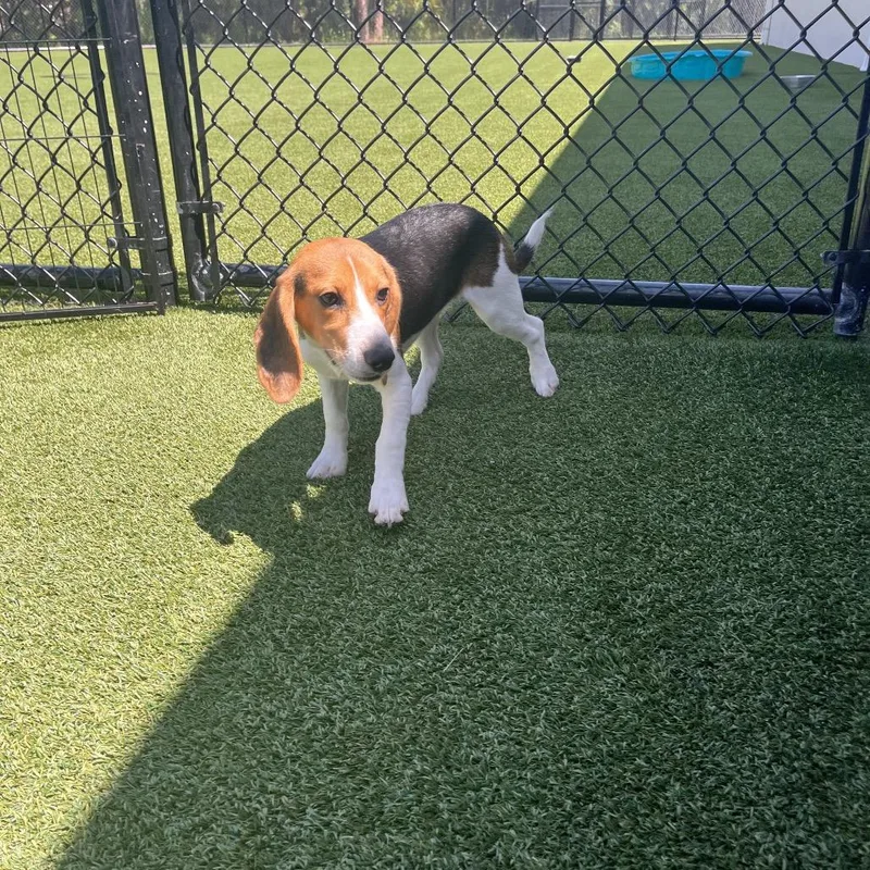 A baby small-sized female Yellow / Tan / Blond / Fawn Beagle dog named ?HG aka Tami for adoption in LOXAHATCHEE, FL