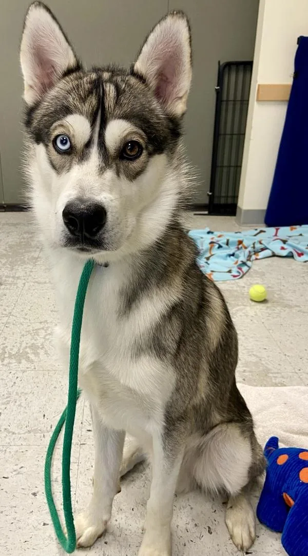 A young medium-sized male Siberian Husky dog named Elvis for adoption in Salt Lake City, UT