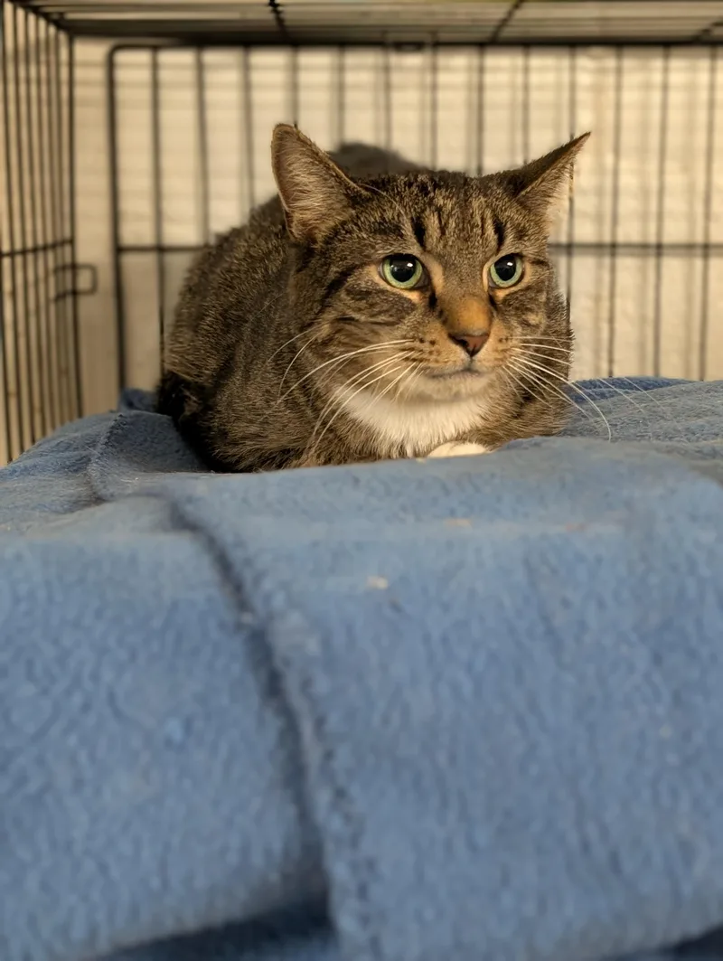 An adult medium-sized male Tabby (Gray / Blue / Silver) Domestic Short Hair cat named Max for adoption in Tilton, IL