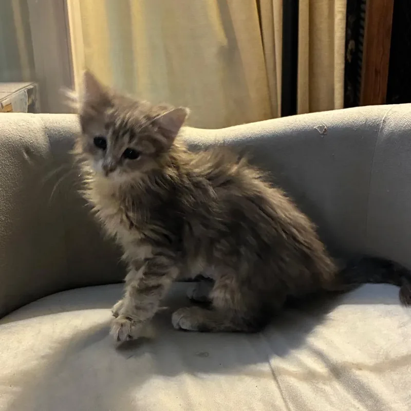 A baby small-sized female Gray / Blue / Silver Domestic Long Hair cat named Gabriella for adoption in Carmel, IN