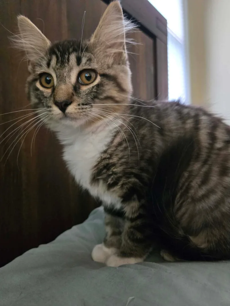 A baby medium-sized female Domestic Long Hair cat named Bootie for adoption in Freemansburg, PA