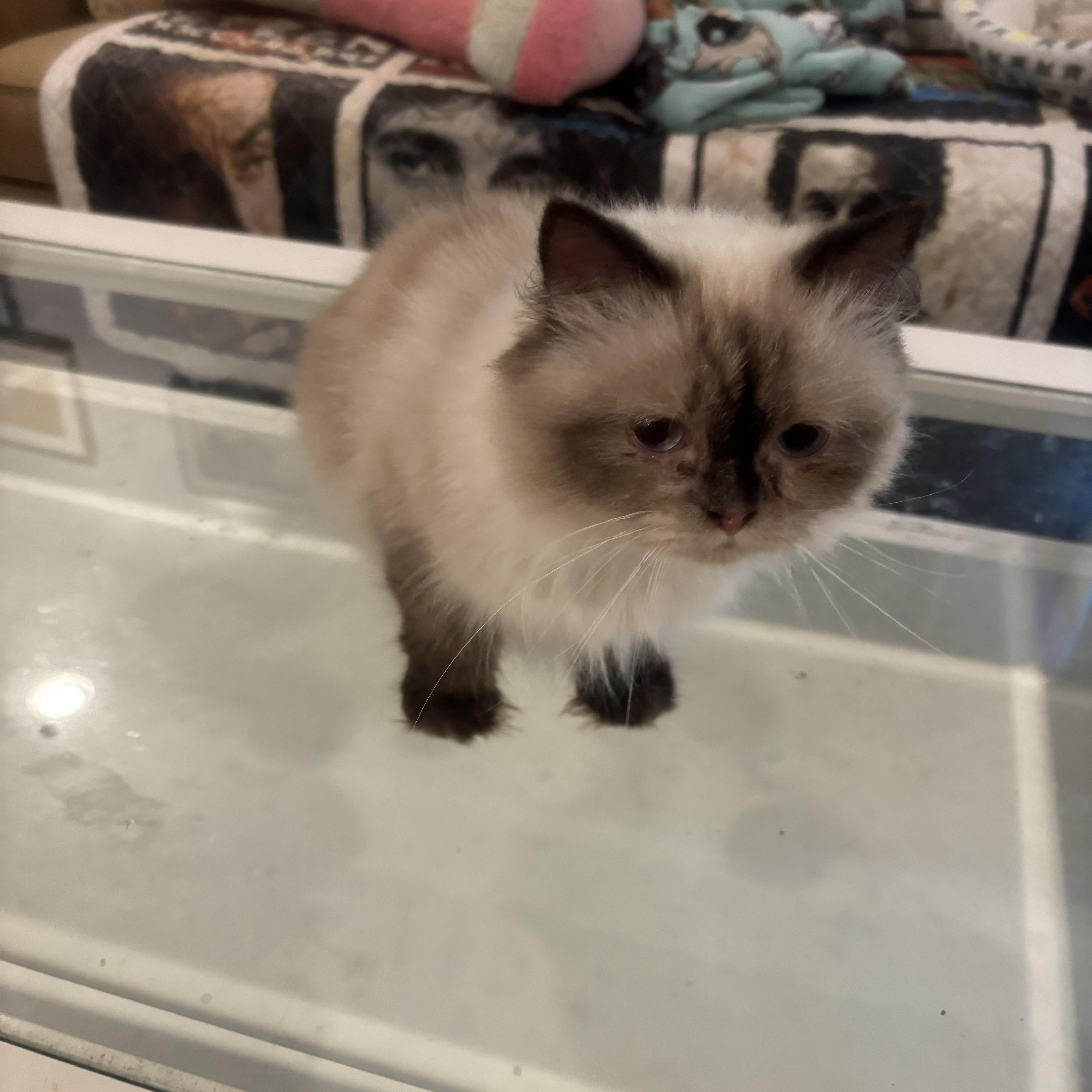 A young medium-sized female Himalayan cat named Warda for adoption in Fairfax, VA