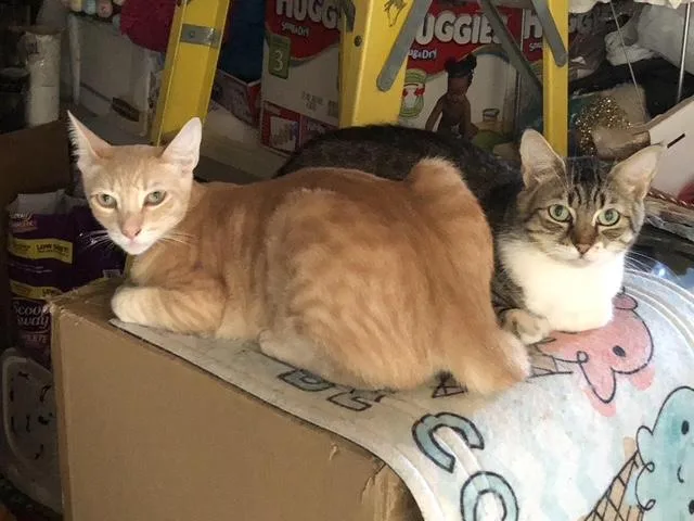 Griffin & Abby Rose thumbnail 2