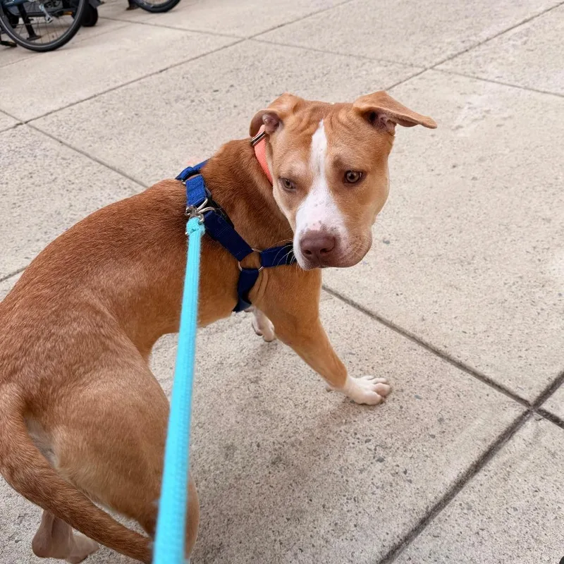 Princess Peach thumbnail 6