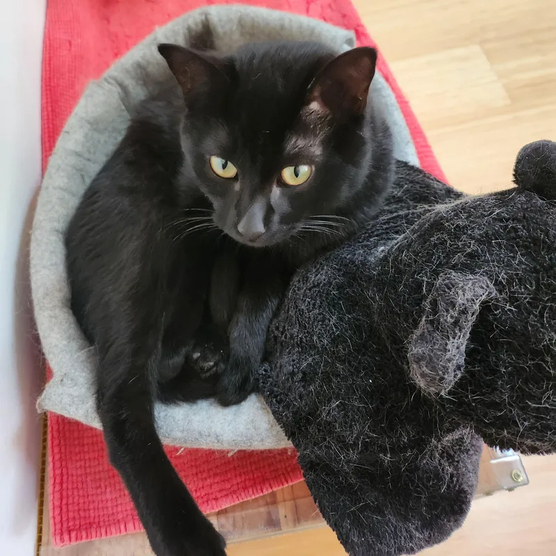 A baby medium-sized male Black Domestic Short Hair cat named Prince for adoption in Marin, CA