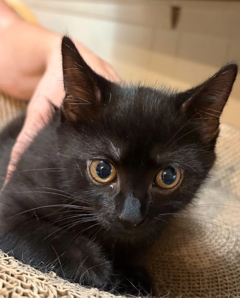 A baby medium-sized female Domestic Short Hair cat named Olivia COMING SOON for adoption in East Hartford , CT