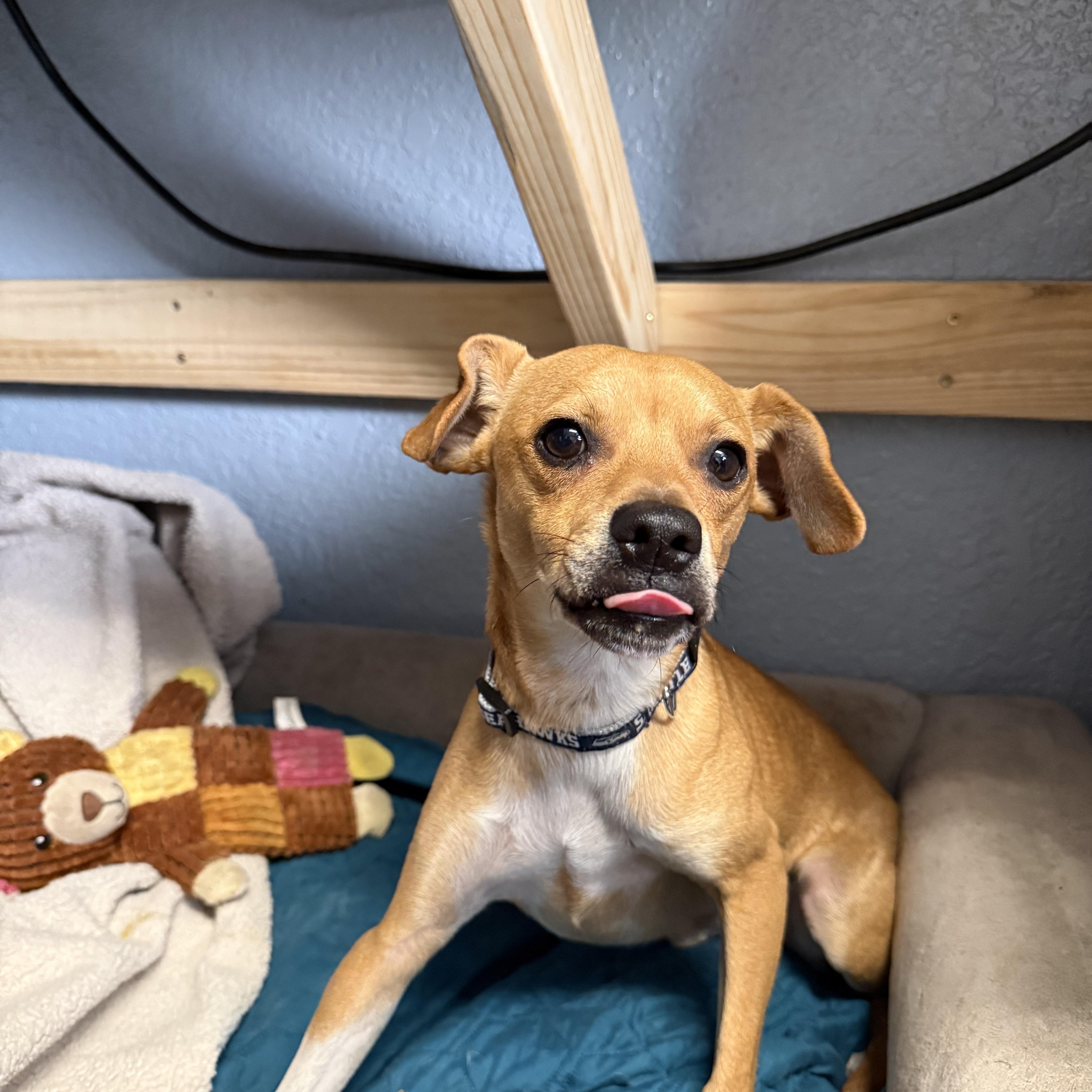 Rascal Lovebug thumbnail 2