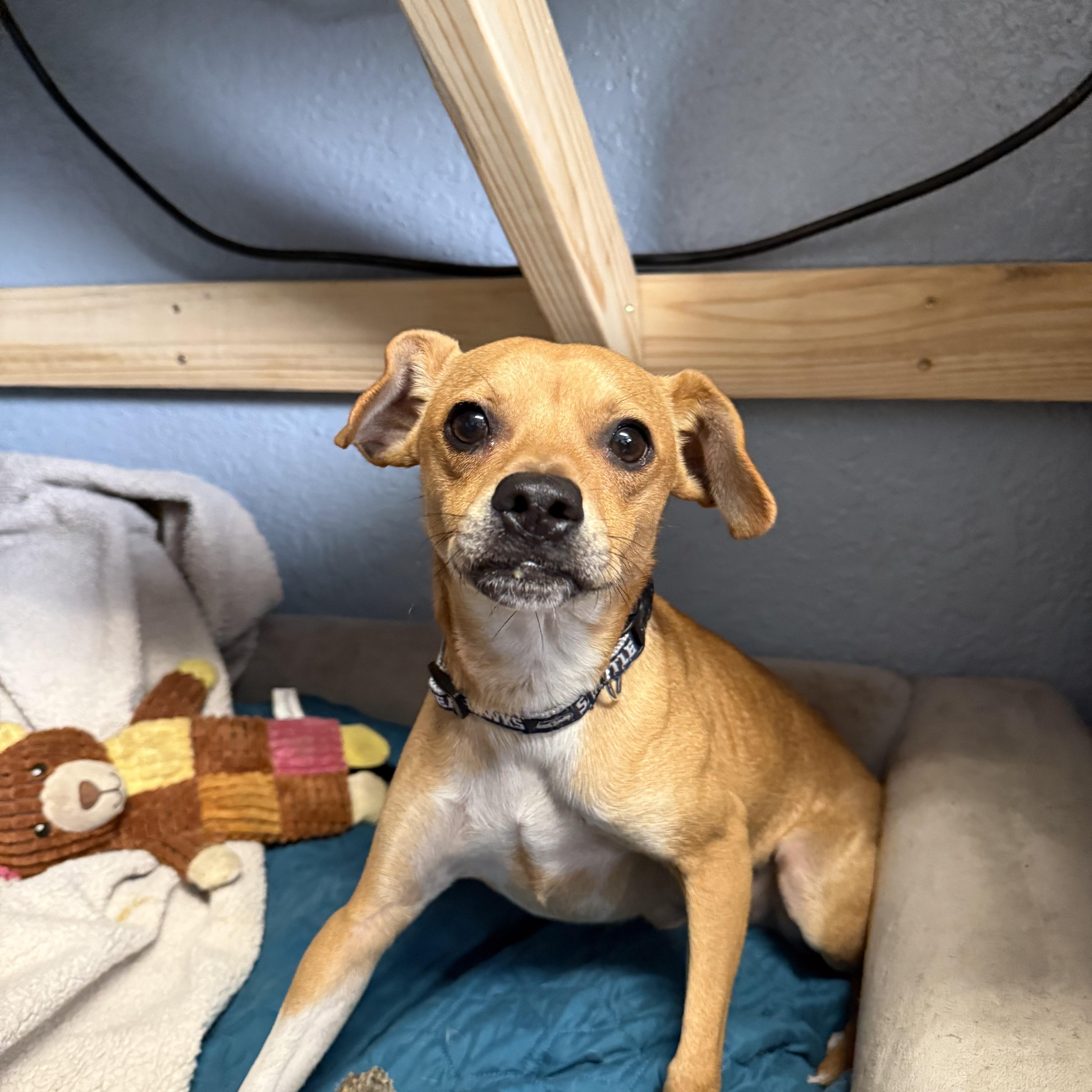 Rascal Lovebug thumbnail 3