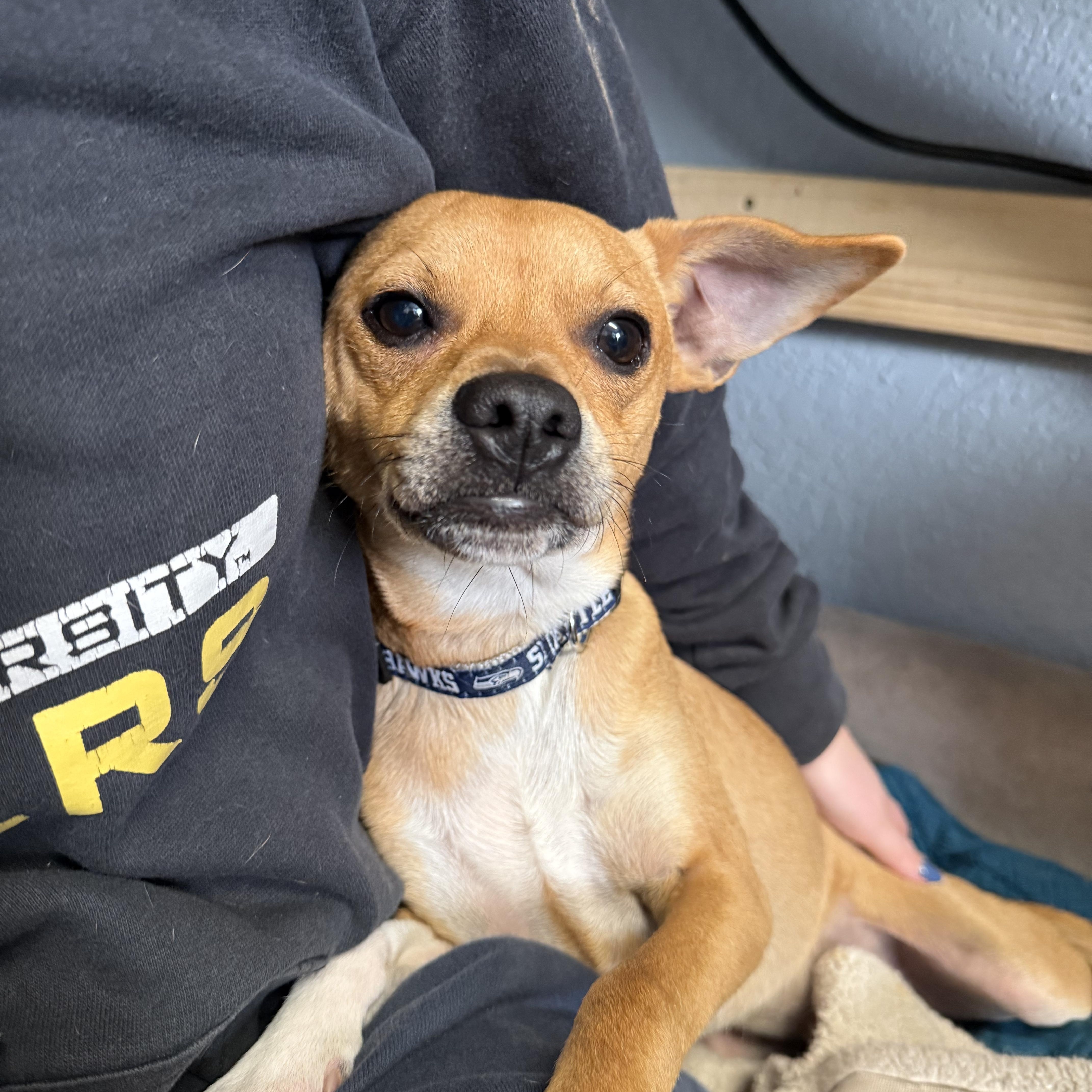 Rascal Lovebug thumbnail 4