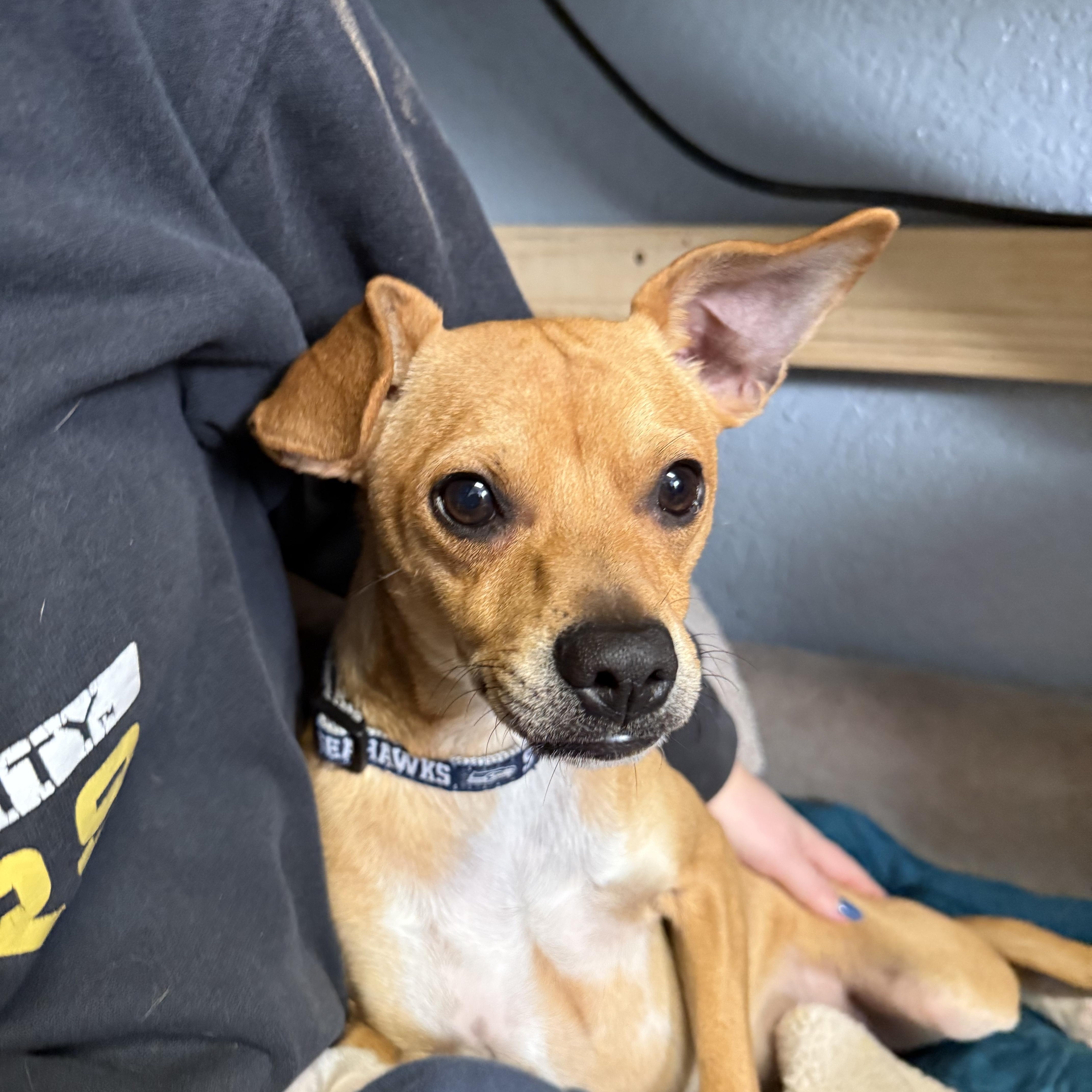 Rascal Lovebug thumbnail 5