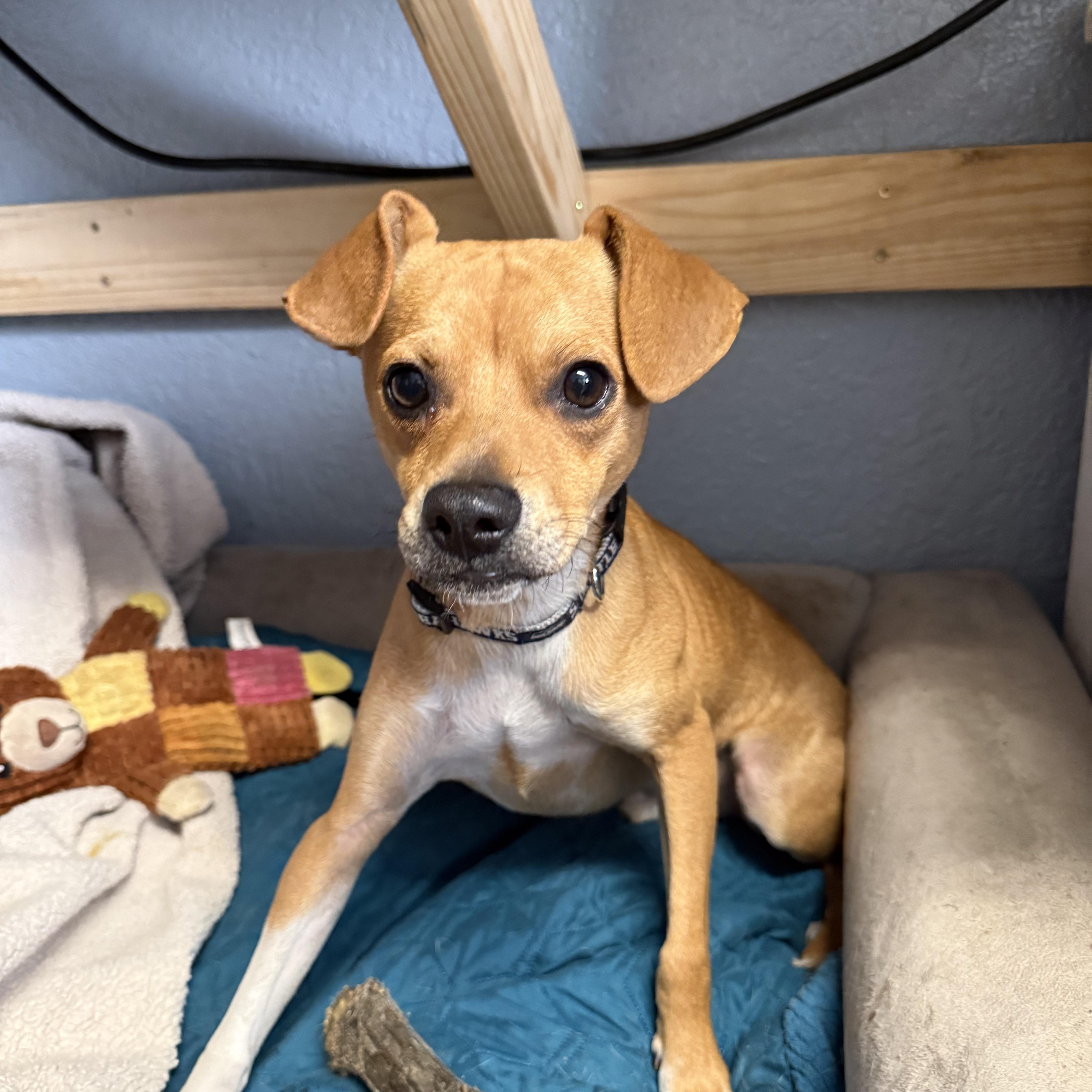 Rascal Lovebug thumbnail 6