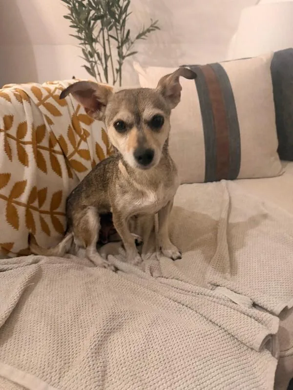 An adult small-sized female Yellow / Tan / Blond / Fawn Chihuahua dog named Mini for adoption in North Bend, WA