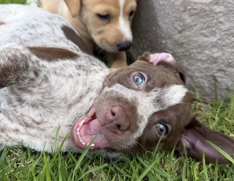 A baby medium-sized female Brown / Chocolate Mixed Breed dog named Bubbles for adoption in Austin, TX