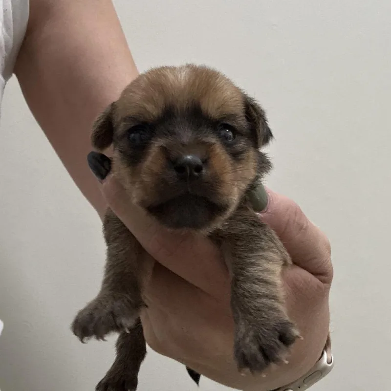 A baby small-sized female Brown / Chocolate Pug dog named Hortensia for adoption in Sacramento, CA