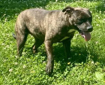 An adult medium-sized female Brindle Pit Bull Terrier dog named Sara for adoption in Glasgow, KY