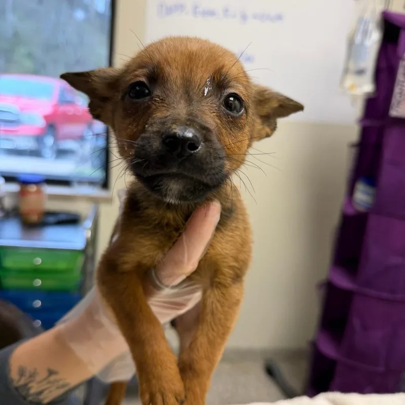 A baby small-sized female Black Mixed Breed dog named Veronica for adoption in Red House, WV