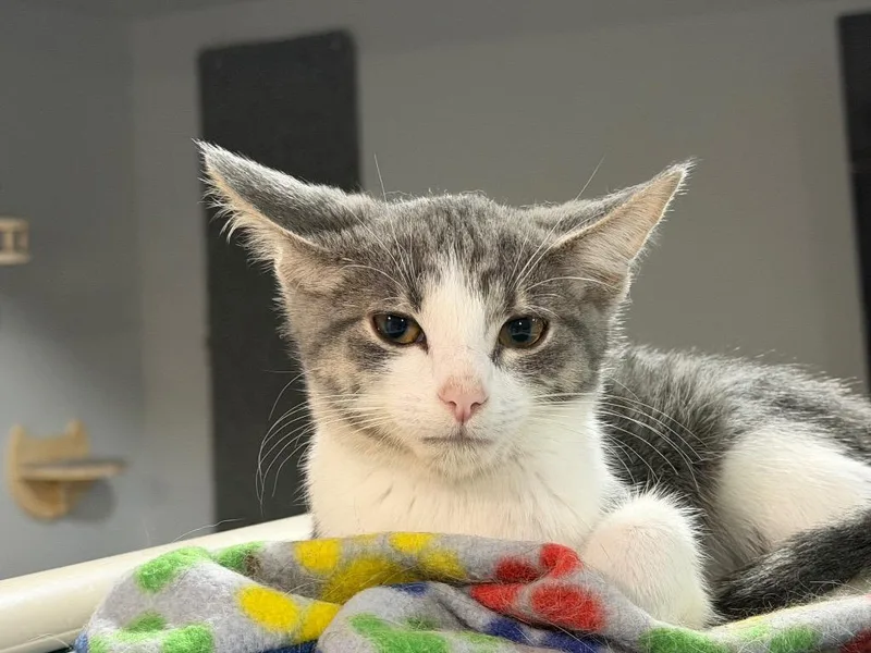 A baby small-sized male Domestic Short Hair cat named Cash for adoption in Powell, OH