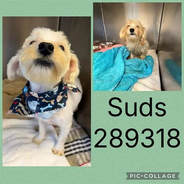 A baby small-sized male Maltese dog named Suds for adoption in Macon, GA