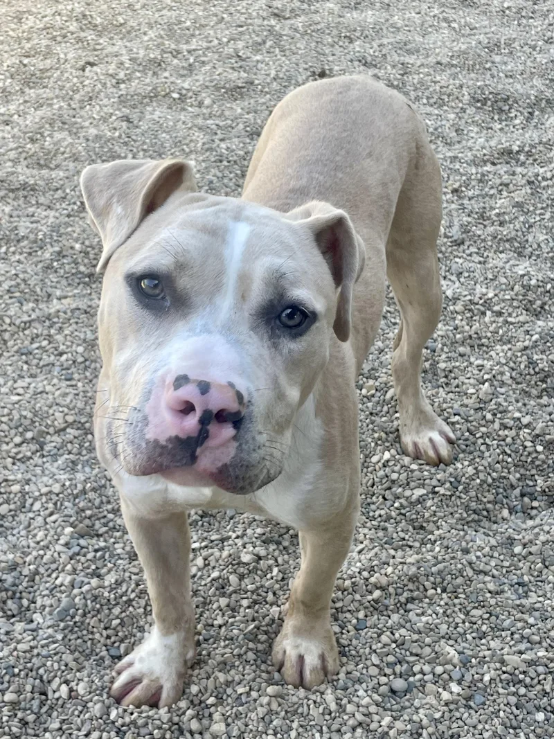 An adult medium-sized male Yellow / Tan / Blond / Fawn Pit Bull Terrier dog named Jackson for adoption in Lacon, IL