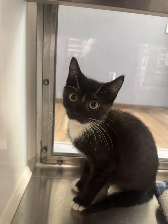A young small-sized male Black & White / Tuxedo Domestic Short Hair cat named Patches for adoption in Hilton Head Island, SC