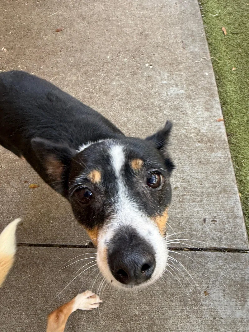 A young medium-sized female Rat Terrier dog named Ellie Mae for adoption in Orlando, FL